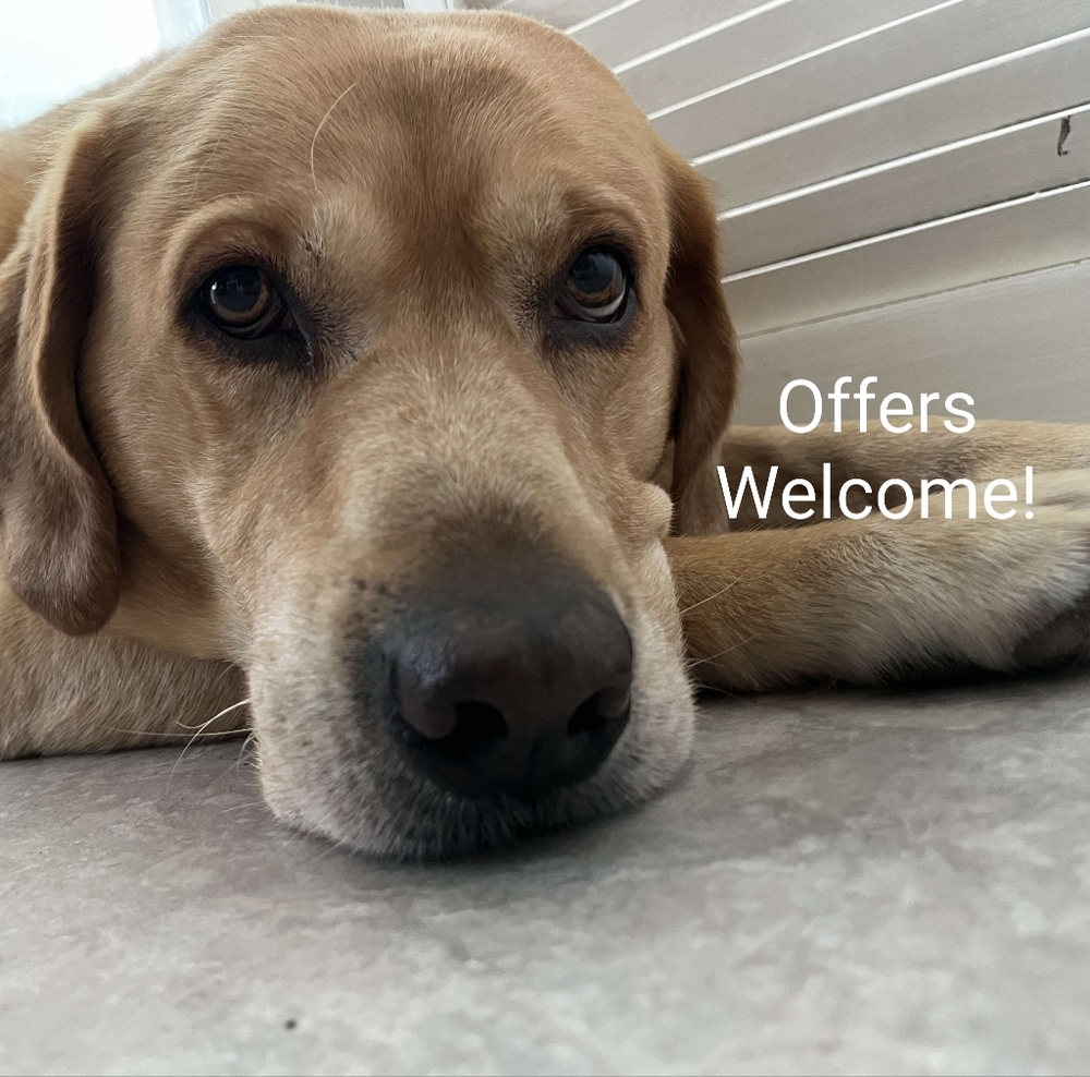 Hi! Meet Wrigley, My Fur Baby!